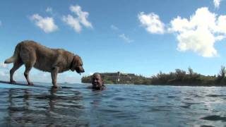 Bill Hamilton and Sava Surfing Dog Movie HDmov [upl. by Allegra]