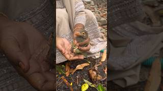 காக்கா துரத்திய குருவி🦜 குக்குறுவான் Brown headed Barbet Bird Rescue allwinjilly shortsvideo [upl. by Tnayrb]