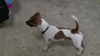 Jack Russell Terrier in fox training [upl. by Inoliel]