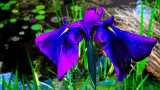 Flowers in the Guppy Ponds  Iris louisiana Black Gamecock ᴴᴰ [upl. by Adnalay825]