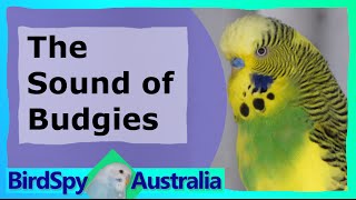 3 Hours of Budgies Chirping and Singing  BirdSpyAus [upl. by Oidivo]