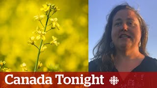 CanadaChina canola trade tensions will ‘devastate the price’ says farmer  Canada Tonight [upl. by Arihay]