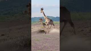 Lion fight and win in the jungle wildlifefight lionvsgiraffe lion [upl. by Sikes966]