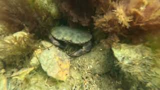 James Gittins  Free Diving Cromer Shoals Norfolk  Britains Great Barrier Reef [upl. by Merna]