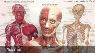 Muscles of the Neck [upl. by Welch]