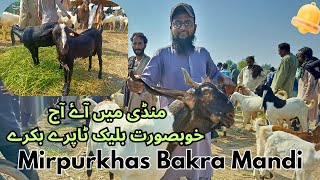 Mirpurkhas Bakra Mandi Ma Aaye Aaj Khobsurat Black Tapre Bakra 🐐 [upl. by Etz]