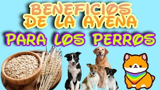 ⭐Beneficios de la avena para los perros [upl. by Arza63]