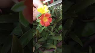 cross pollination purslane flowers 💛🧡shortvideo garden [upl. by Ymma]