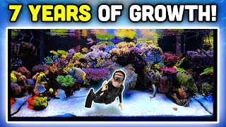 INSANE Reef Aquarium Keys to AMAZING Coral Growth and Fish Keeping [upl. by Lari915]