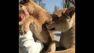 Lions hugging a woman [upl. by Abeu945]