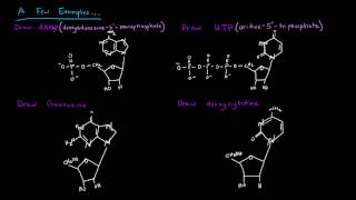 Naming Nucleotides and Nucleosides [upl. by Skolnik669]