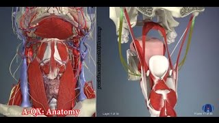 Muscles hyoid bone  3D Human Anatomy  Organs [upl. by Hermosa]