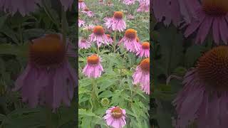 Echinacea purpurea 🌸✨️🌿 echinacea flowers gardenflowers [upl. by Eceela358]