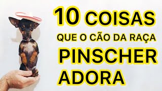 10 COIAS QUE O CÃO DA RAÇA PINSCHER ADORA  PINSCHER FILHOTES [upl. by Balch]