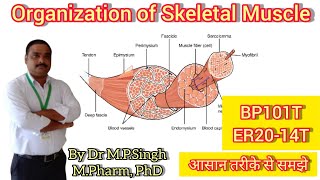 Skeletal Muscle  Organization of Skeletal Muscle  Human Anatomy amp Physiology  BP101T amp ER2014T [upl. by Enirehs143]