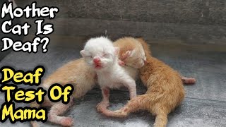 Cat Rejecting Her Newborn Kittens Crying Is She Deaf [upl. by Bittencourt]