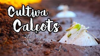 Como CULTIVAR Calçots o Cebolla Siempre Viva 🌱  TIPS y EXPERIMENTO [upl. by Eimile217]