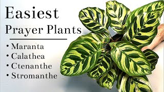 Easiest Prayer Plants To Grow Indoors [upl. by Hoshi288]