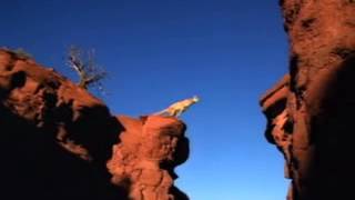 mountain lion jumping across mountains [upl. by Brainard]