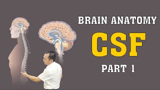 Brain Anatomy  CSF  Part 1 brainanatomy [upl. by Enyamrahs]