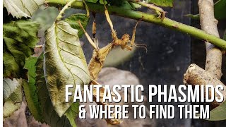 Phantastic Phasmids and Where to Find Them [upl. by Blisse277]