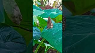 common crow butterfly  Euploea core butterfly [upl. by Convery309]