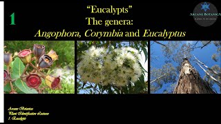 Eucalypt Theory  The Eucalypts  19Aug2024 [upl. by Drake]