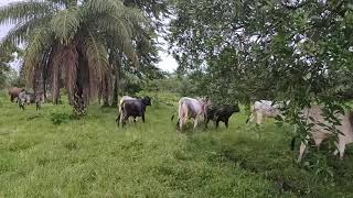 pastoreo y engorda de becerros en 6 meses en la finca de hoy [upl. by Penhall]