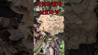 버섯계의 군계일학 보호버섯 Granted an Audience with Emperor of Mushrooms the Grifola frondosa [upl. by Zoltai960]