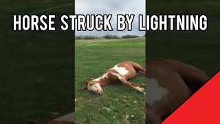 Horse struck by lightning  RJF [upl. by Carolina]