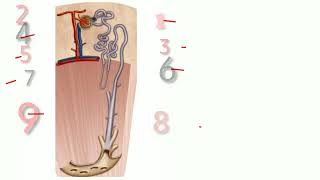 structure of nephron  kidney anatomy and histology  kidney structure [upl. by Ari426]