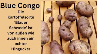 Die Ersten Kartoffel 🥔 🥔 Ernte Blue Congo [upl. by Stauder740]