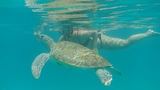 Barbados Swimming with Turtles  CALABAZA Sailing [upl. by Ecniv]