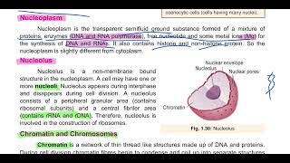 Nucleus Nuclear Envelope Nucleoplasm Nucleoli and Chrmatin Chromatin and Chromosomes [upl. by Martinsen]