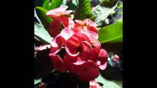 Euphorbia milii plant [upl. by Aehsan]