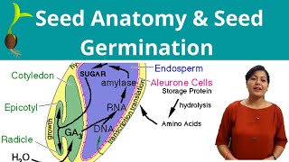 Seed Anatomy  Seed Germination [upl. by Sanson266]