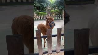 My first to see Huacaya Alpaca chinatravel youtubeshorts animaladventure zoo [upl. by Llerreg]