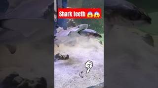 Shark teeth 😱😱 shark fish aquarium pets viralvideo shorts [upl. by Cooperstein]