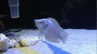 Altolamprologus Calvus white African cichlid Tank 2012 April 25MOV [upl. by Volin411]