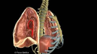 Circulatory System  Pulmonary Circulation [upl. by Adnim]