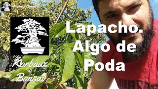 LN T2E14 Lapacho Algo de Poda [upl. by Iv]