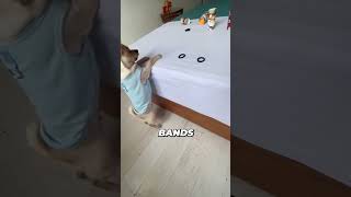 Dog Shoots Rubber Bands [upl. by Oiliruam]