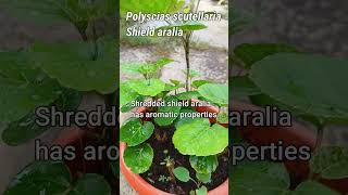 How do you grow Polyscias Scutellaria  shorts [upl. by Rettuc668]