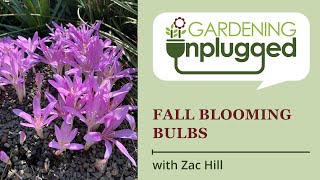 Gardening Unplugged  Fall Blooming Bulbs Colchicum Allium Lycoris Hippeastrum Zephyranthes [upl. by Ddahc]