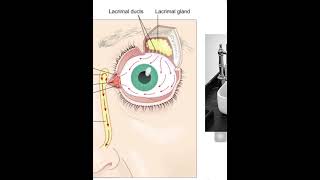 5 Lacrimal apparatus I [upl. by Ellett822]