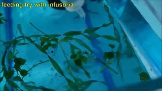 How to culture infusoria the easiest and fastest way  culturing infusoria without a starter [upl. by Notniv681]