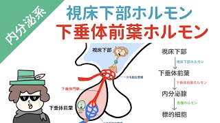 視床下部ー下垂体前葉ホルモンを一気に覚える方法 [upl. by Nimrak]