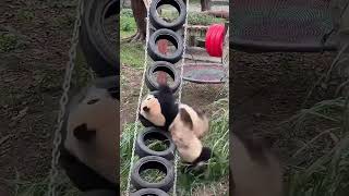 Panda playing together  Cute Pandas Video animals cuteanimals [upl. by Randee]