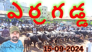 ఎర్రగడ్డ మార్కెట్ లో ఈ వారం గేదెల సమాచారం  Erragadda Buffalo Market manakyparavindrareddyvlogs [upl. by Dorman534]