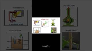 Tropism in plantstropic movements hydrotropismchemotropismthigmotropismphototropism [upl. by Ellener]